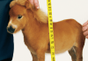 Measuring Ponies for the 2023 Season